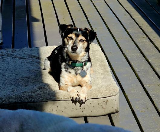 Small tricolor shorthaired terrier enjoying the sunshine from his thick cushy pet bed on a wooden deck that is covered in moss.