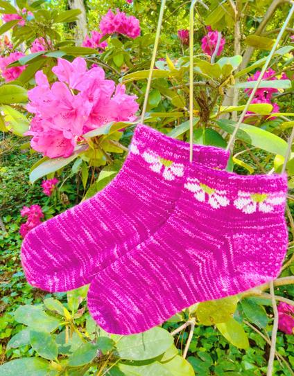 A bright fuschia hand knit pair of socks with an Art Deco white daisy color work design are hanging outside in front of a similar colored pink flowering bush.