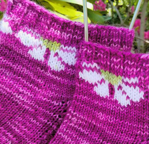 Closeup of the white daisy colorwork in the fuschia socks