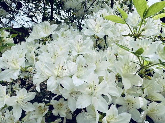 Das Bild zeigt eine dichte Ansammlung von weißen Blüten, die vor einem Hintergrund aus grünen Blättern und weiteren blühenden Zweigen leuchten.