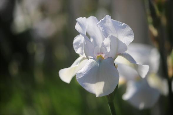 A white iris looking very blousy and extravagant in the strong light.