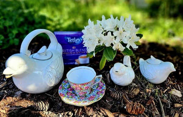 Outdoor tea tableau set on woodchips and pinecones around a small white rhododendron shrub, with a white figural bird teapot and matching cream and sugar set and vintage china with an all-over pink and purple chintz pattern. The tea is Tetley British Blend black tea.