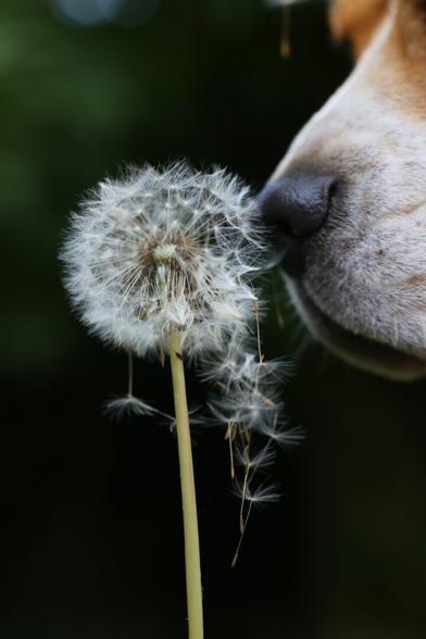 A beagle nose touching a dandelion, scattering the seeds.
