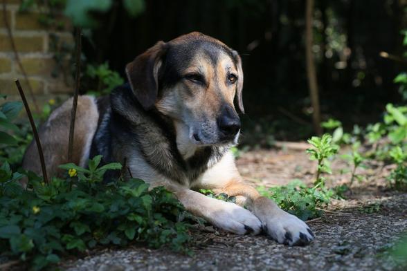 Een bruin-zwart-witte hond die waakzaam in de tuin ligt |
Brown-black-white dog lying on guard in the yard.