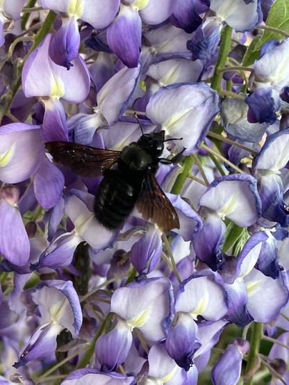 Violett weiße Schmetterlingsblüten, in der Mitte helbgelb. In der Mitte eine große Biene, ganz schwarz, braune Flügel und sehr kräftiger Körperbau.