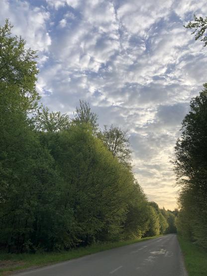 Vue d’une route en ligne droite en forêt, le bout de la ligne droite est déjà éclairée par le soleil levant. Le ciel clair est parsemé de légers nuages translucides.