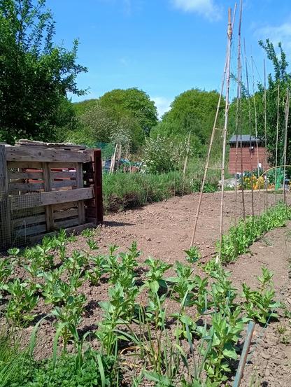 A view up one side of our allotment. The broad bean plants are in the foreground and the Alderman peas on the right. They grow to 1.8 metres, hence the support structure and netting.