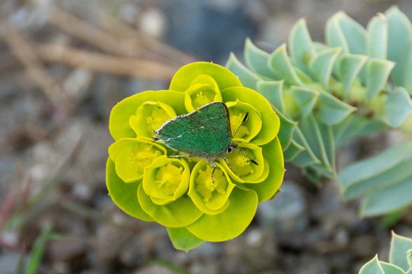A small, iridescent metallic green butterfly nectars on the bright yellow flower clusters of a light green succulent plant. The butterfly's antennae are banded in black and white, and its green wings are edged in white, with a faint white strip going across from top to bottom
