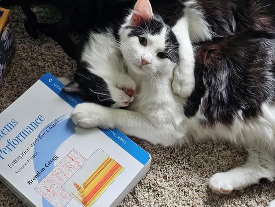 Sylvie grooming dawson next to brandon Greg's system performance tome.