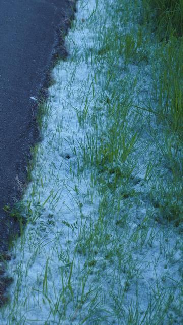 Es sieht aus wie Schnee am Wegesrand