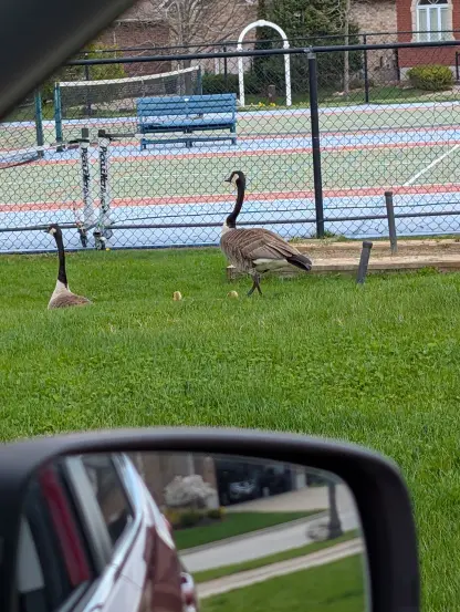#CanadianGeese & #Goslings