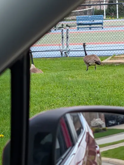 #CanadianGeese & #Goslings
