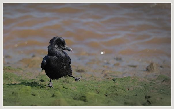 Eine Krähe steht auf grünem, moosbewachsenem Boden in der Nähe eines braunen Gewässers. Der Vogel hat einen gefiederten Kamm und scheint mit einem leicht angehobenen Bein zu verharren.

A crow stands on green mossy ground near a body of brown water. The bird has a feathery crest and appears to be in a poised position, with one leg raised slightly.