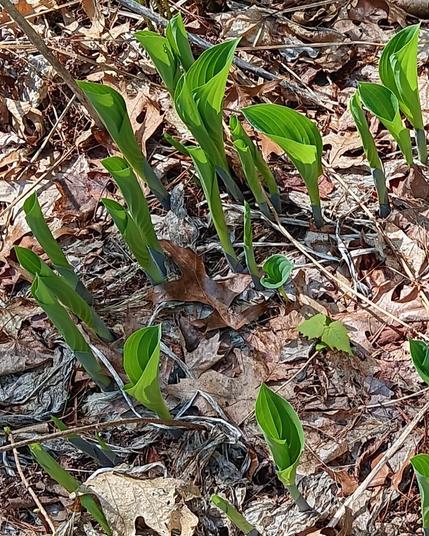 Hosta plants, pushing their way skyward through the remains of dried brown oak and maple leaves from last season. The bright green hosta leaves are rolled into the shape of a trumpet, or a champagne flute, and will remain so until they reach the proper height to unfurl into the big floppy leaves they will become.