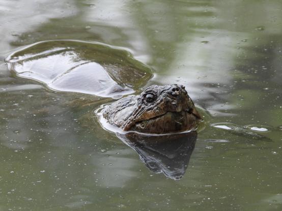 A very large snapping turtle is floating near the surface of the brackish water. The turtle's back and head are poking out of the water.