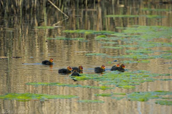 A photograph of a group of 7 Coot chicks on the water with green plants on the surface.
