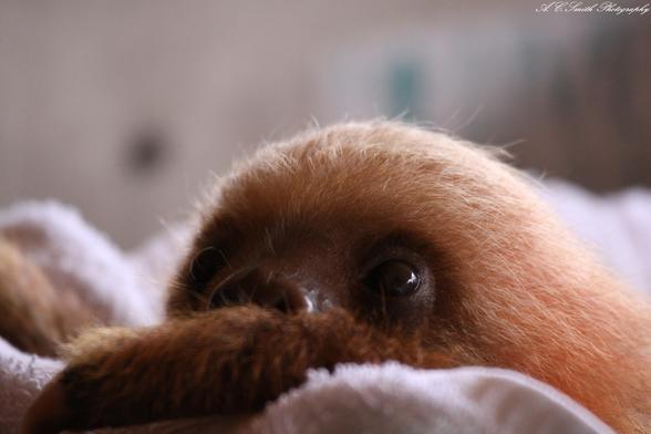 This baby sloth is an orphan being taken care of at the sloth preserve in Costa Rica, 2010.