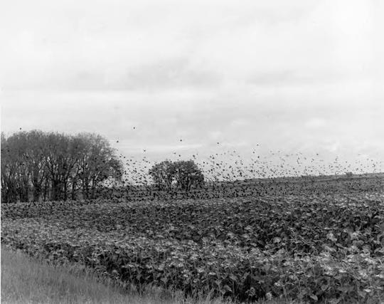 black and white photo of a flock of blackbirds landing on a sunflower field