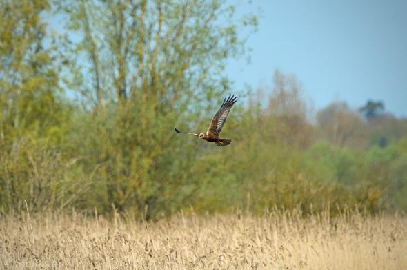 A photograph of a Marsh Harrier over the reed beds at the Fen Hide.