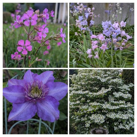 Eine Collage aus 4 Bildern mit Blüten: Pechnelke, Hasenohr (?), Clematis, Schneeball Hortensie