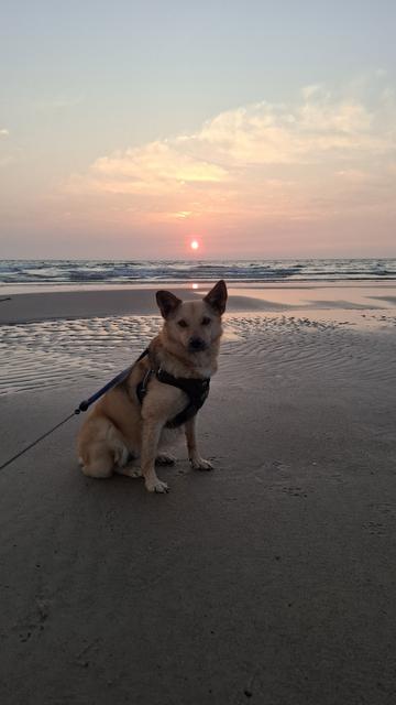 A small sable mutt with pointy ears, at the beach, sitting with the setting sun exactly above his head.
