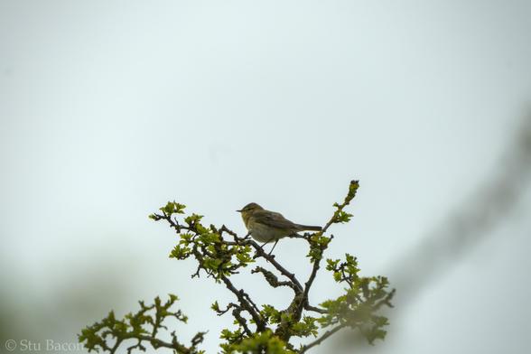 A photograph of a Willow Warbler at the top of a tree.