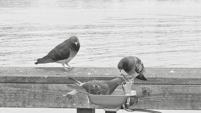 Three pigeons sitting down, one looking at the other two. Another sitting on the handle of a watertap, the third drinking from the hole where water dripping out of.