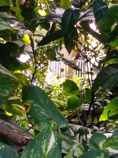 Habitation Belleville à #TroisRivières (#Guadeloupe) Les parties suivantes de l'habitation Belleville : l'habitation principale, les vestiges de la sucrerie avec ses annexes et l'ensemble du système hydraulique...
Suite 👉 https://monumentum.fr/monument-historique/pa97100073/trois-rivieres-habitation-belleville
#Patrimoine #MonumentHistorique
Photo CC-BY-SA 4.0 : Enrevseluj