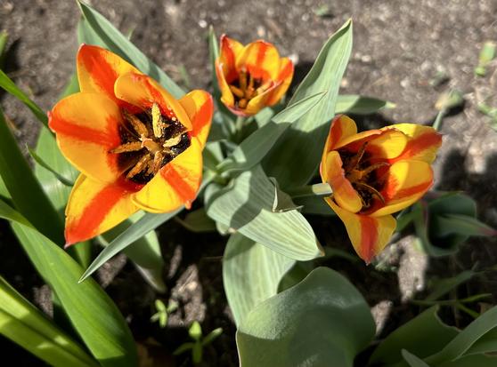 Tulips