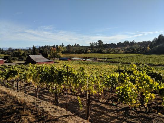 A view of a vineyard, blue sky, green vines. An old barn and a farm pond are visible.