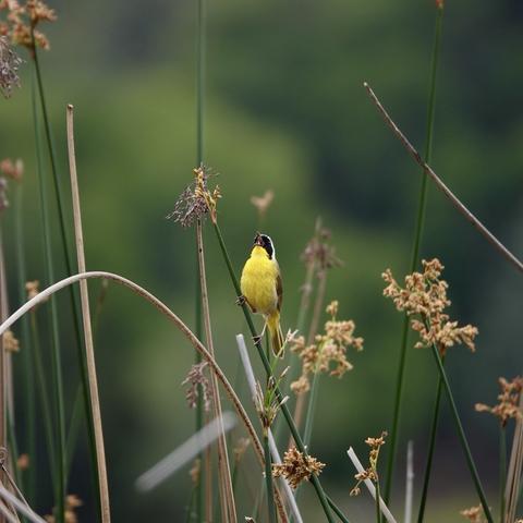 A brightyellow bird with a black mask with a white border is singing while perched on reeds, surrounded by green foliage and wildflowers.