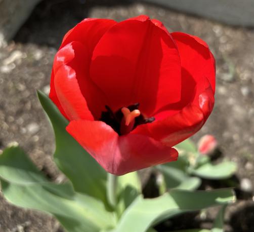 Red tulip