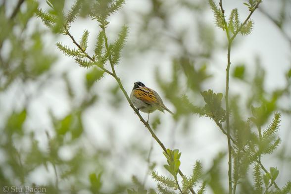 A Photograph of Reed Bunting perched in a tree