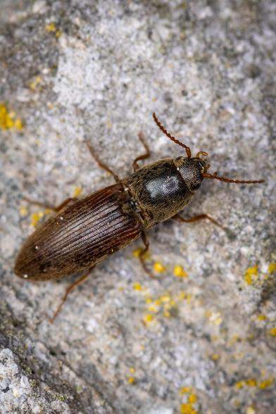 Close up shot of a very small black and brown beetle.