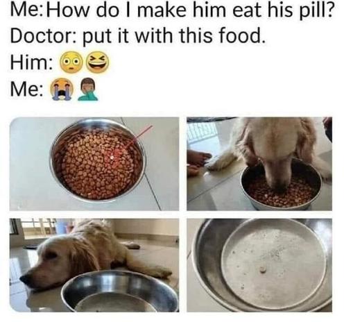 Me: how do I make him eat his pill?
Doctor: put it with his food

4 photos:
1 - bowl of dried food for dog, with pill in the middle
2 - dog eating
3 - dog resting near bowl
4 - bowl empty, except the pill