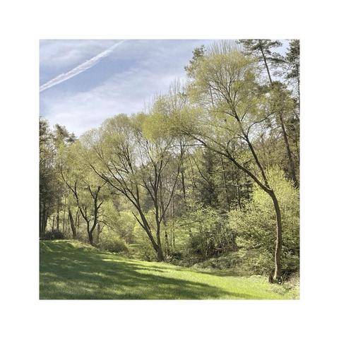 three similar trees standing in line alongside a little valley. the leaves are young and fresh, full of new green. the sun is casting some shadows on the grass underneath