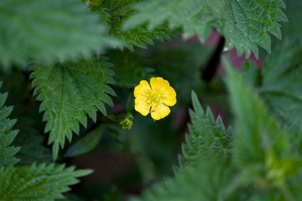 A buttercup surrounded by singing nettle leaves