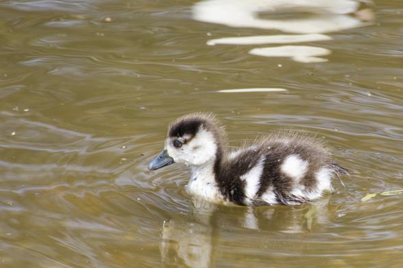 A single gosling in the river Thames swimming about. It’s looking to the left.