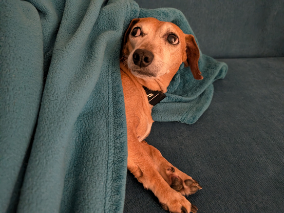 Dachshund-mix is lying on his side, looking up and back with a serious side-eye. His body behind his front haunches is covered in a teal blanket.