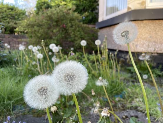 Landscape image of a front garden full of dandelion clocks (flowers gone to seed). In the left foreground are two dandelion seed heads side by side, while on the right foreground and higher up is a single tall dandelion seed head. In the background (out of focus are multiple dandelion seed heads on tall stems. The bottom of the bay window of a house is also visible on the right side in the background.