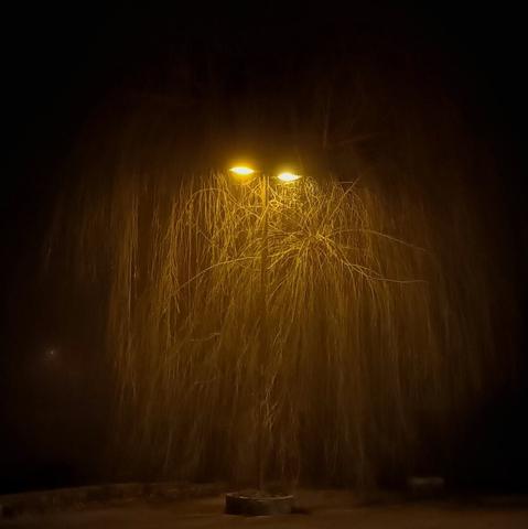a weeping willow impersonating an ent thanks to fog and a lamp post, at night...