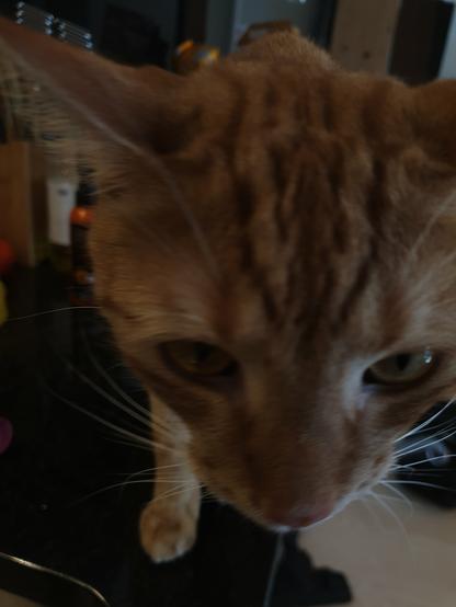 An orange cat