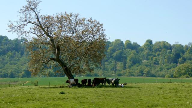 Cows with their calves stay in the shade to escape the hot midday sun. Near East Marden, West Sussex, England. May 2025.