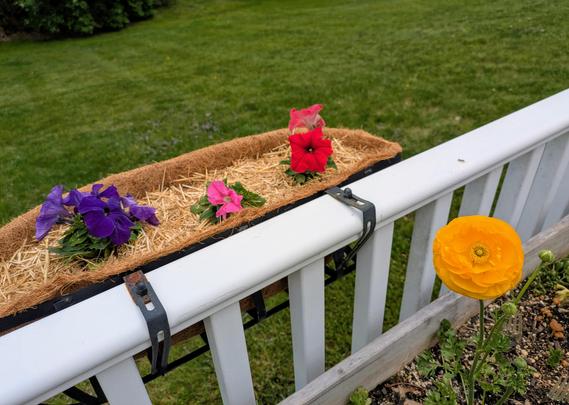 An orange ranunculus is blooming in a raised bed while three pansies in pink, red, and purple reside in a hanging planter. Green grass can be seen in the background