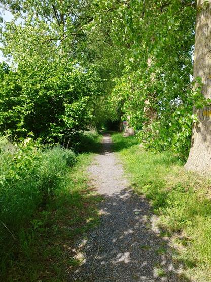 Prise de vue d'un sentier ombragé, celui-ci est constitué d'un mix de petits graviers et de terre