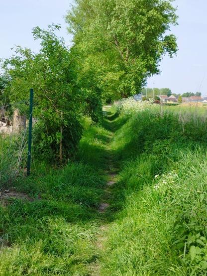 Prise de vue d'un sentier étroit très enherbé, sans autre chemin que de la terre compacté par des marcheurs.