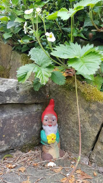 A small garden gnome stands at the corner of a natural stone step. He is wearing a red pointed cap, a green shirt and brown trousers. He is holding a yellow flower in his hands. Leaves and blossoms of wild strawberries grow above him. 

Ein kleiner Gartenzwerg steht im Winkel einer Treppenstufe aus Naturstein. Er trägt eine rote Zipfelmütze, ein grünes Hemd und braune Hosen. In seinen Händen hält er eine gelbe Blume. Über ihm wachsen Blätter und Blüten von Walderdbeeren.