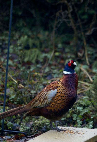 Portrait of a pheasant with a blue head and black tipped brown body feathers. Standing on a tile with a backdrop of greenery.