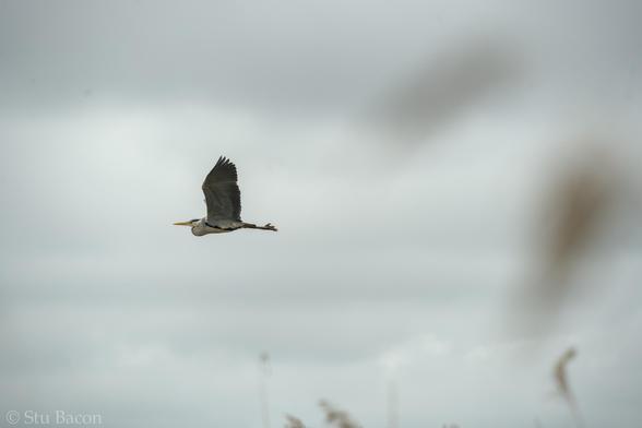 A photograph of a Grey Heron in flight, grey clouds are in the background
