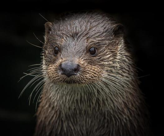 Portrait eines Fischotters. Das Tier schaut in Richtung der Kamera. Braunes Fell, weißer Bart.
Foto von Jan Vlugt. Public Domain CC0.
